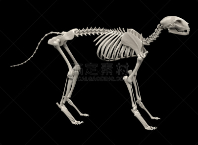 猫,动物骨骼,有序,水平画幅,形状,绘画插图,猫科动物,动物脊骨,生物学