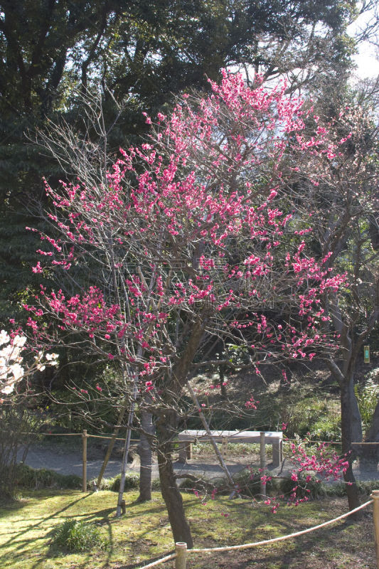 李子,小石川后乐园,文京区,梅花,垂直画幅,白色,植物,无人,2015年,粉色