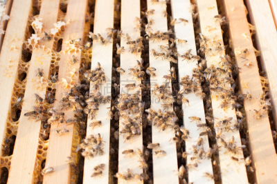 蜜蜂,蜂窝式发型,昆虫群,殖民地式,百叶帘,蜂蜡,蜂箱,水平画幅,忙碌,野外动物