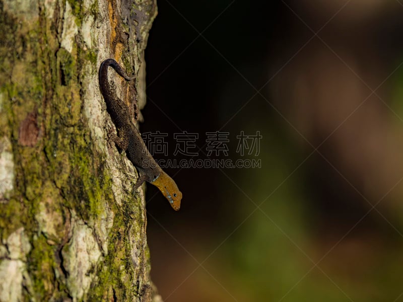 壁虎,哥斯达黎加,黄色,头球,彭塔雷纳斯省,爬虫学,蜥蜴,自然,野生动物,水平画幅