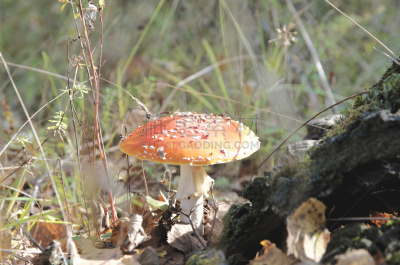 毒蝇菇,伞形毒菌,褐色,水平画幅,无人,苔藓,户外,生物学,草,特写