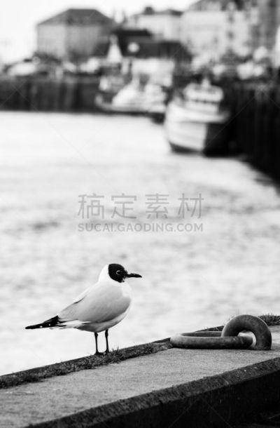 海港,海鸥,特鲁维尔,滨海特鲁维尔,自然,垂直画幅,野生动物,鸟类,散步道