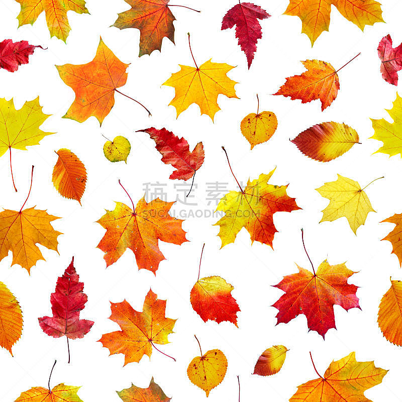 秋天,叶子,背景,小无花果树,合成图像,状态描述,无人,衰老过程,方形画幅,红色