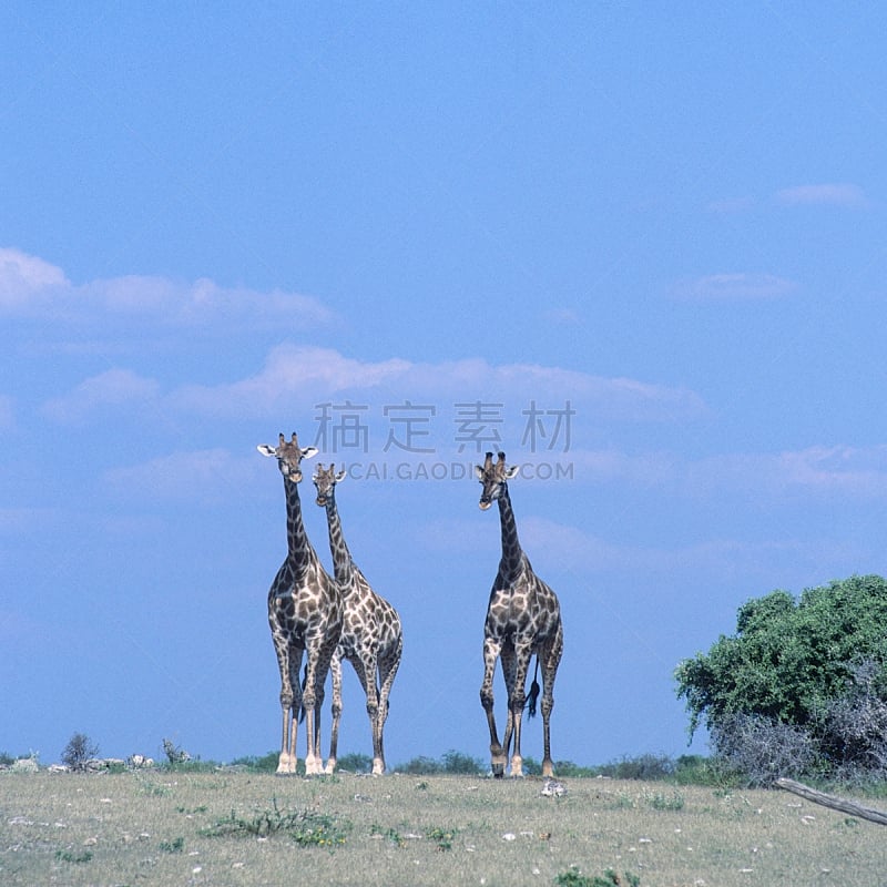 长颈鹿,ongava game reserve,水洞湖,自然,野生动物,食草动物,非洲,户外,方形画幅,哺乳纲