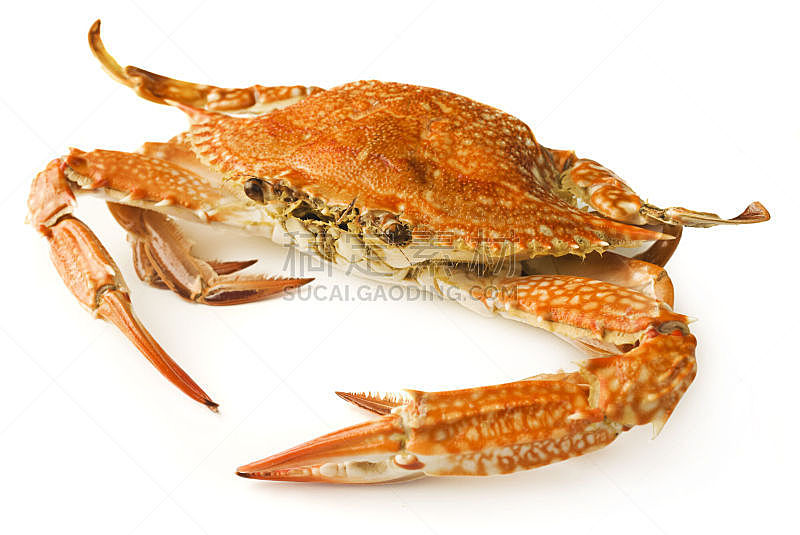 螃蟹,白色背景,分离着色,煮食,完整,水平画幅,橙色,海产,野外动物,背景分离