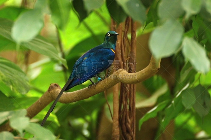 superb starling,鸟类,动物的臂,椋鸟,sturnidae,肯尼亚,水平画幅,动物身体部位,夏天