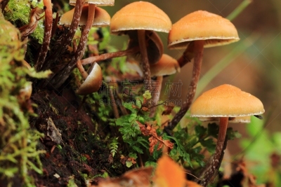 水平画幅,无人,苔藓,湿,户外,生物学,特写,树林,真菌,植物