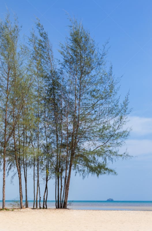 木麻黄树,松树,海滩,安达曼海,垂直画幅,水,天空,绿色,沙子,度假