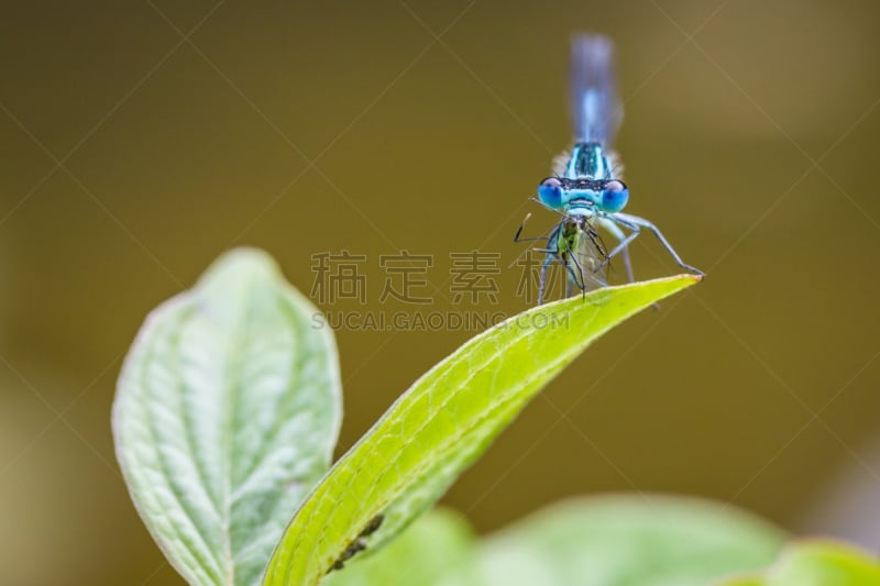 豆娘,昆虫,美,水平画幅,动物身体部位,野外动物,夏天,草,特写,龙