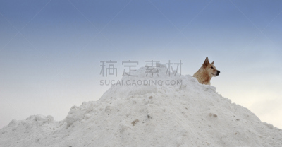 天空,寒冷,颈,水平画幅,雪,无人,蓝色,户外,一只动物,堆