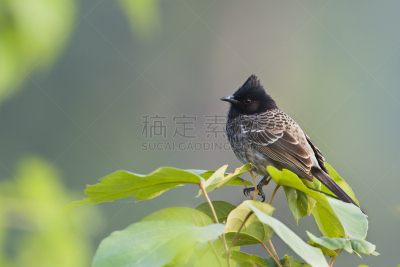 尼泊尔,歌手鸟,红松,特莱,奇旺,自然,野生动物,水平画幅,无人,侧面像