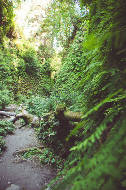 加利福尼亚,红木国家公园,羊齿峡谷,徒步旅行,前景聚焦,植物群,创造力,角度,峡谷,围墙