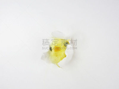 复活节,洞,鸡,看,食槽,纸玩偶,留白,水平画幅,无人,鸟类