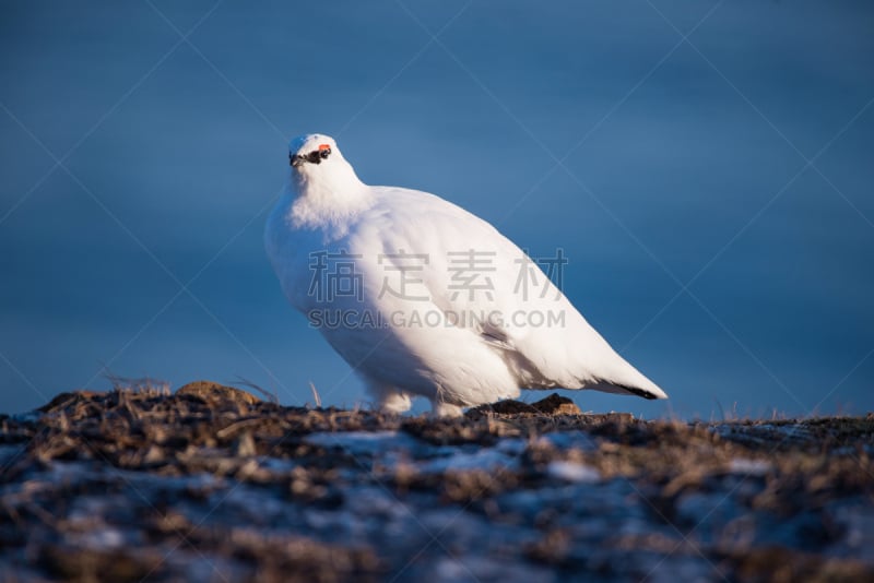 鸟类,白色,冬天,山鹑,斯瓦尔巴德群岛,北极,白昼,南极洲,日光,柳树