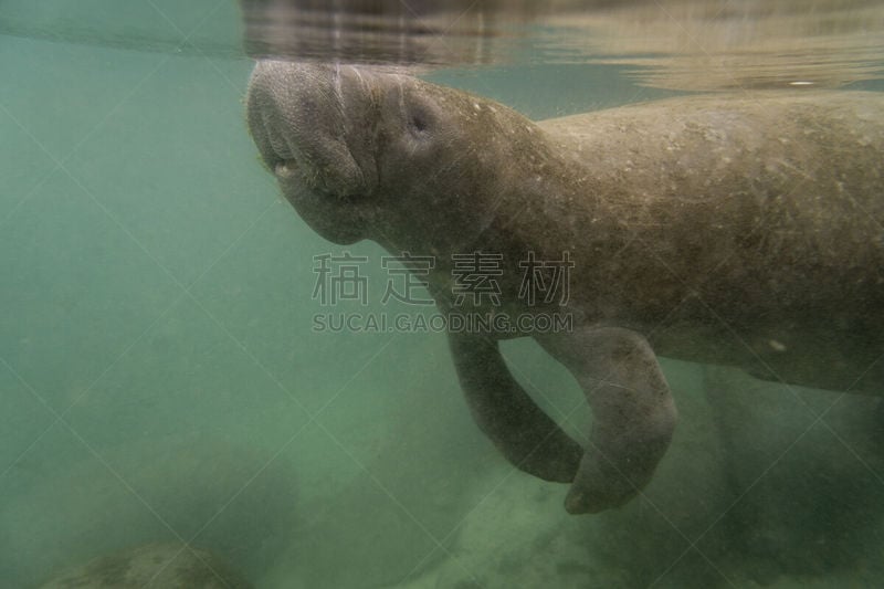 海牛,游出水面,弗罗里达水晶河,美人鱼,氧气,水,风,水平画幅,巨大的,吸气