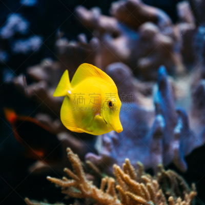 水族馆,鱼类,海洋,蓝环带扁鲛,marlene dietrich,黄高鳍刺尾鱼,颊纹鼻鱼,水肺潜水,水,无人