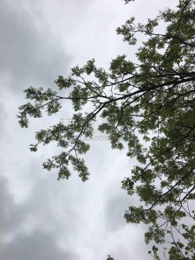 灰树,鹭管鱼,五月,自然,垂直画幅,无人,艾克塞特,爱塞特,植物,英国