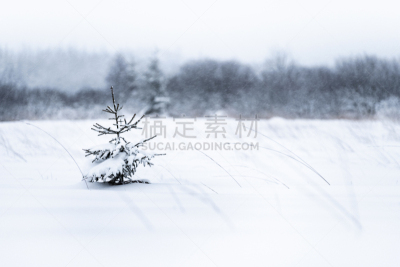 雪,圣诞树,小的,寒冷,圣诞卡,霜,杉树,摩尔人风格,停泊的,冰