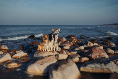 狗,石头,海洋,三只动物,肖像,哺乳纲,动物,猎犬,爱斯基摩犬,犬科的