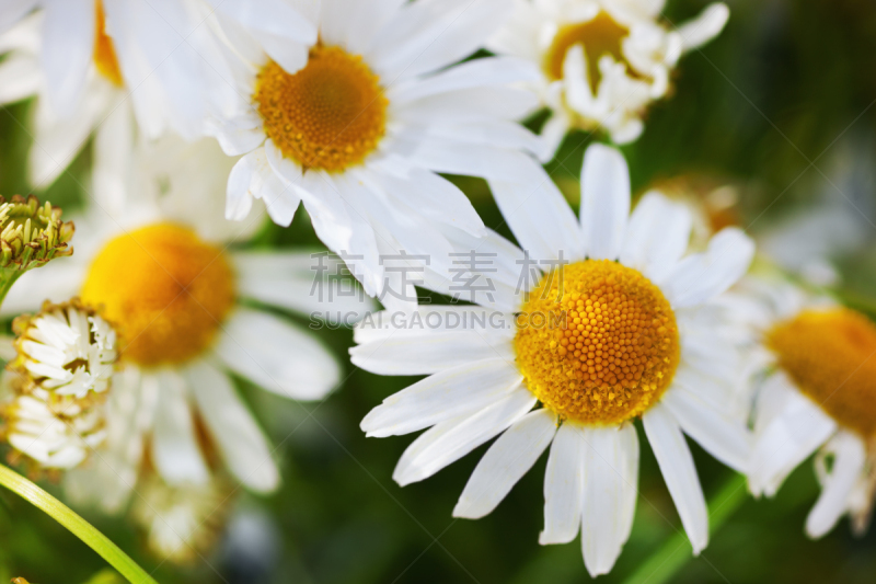 甘菊,美,水平画幅,无人,草坪,夏天,户外,草,特写