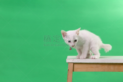 猫,色键,美,水平画幅,椅子,爪子,家庭生活,性格,动物身体部位,泰国