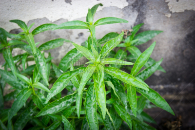 植物,无柄的,圆锥花序植物,水平画幅,无人,嫩枝,健康保健,药,亚洲,平滑的