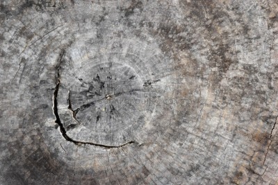 树桩,褐色,横截面,破碎的,年轮,（拳击）台边座位,水平画幅,风化的,衰老过程,十字形