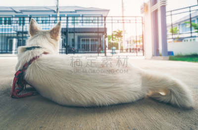 可爱的,安全,狗,住房,脐钉,白色,全部,保护,起床,支撑