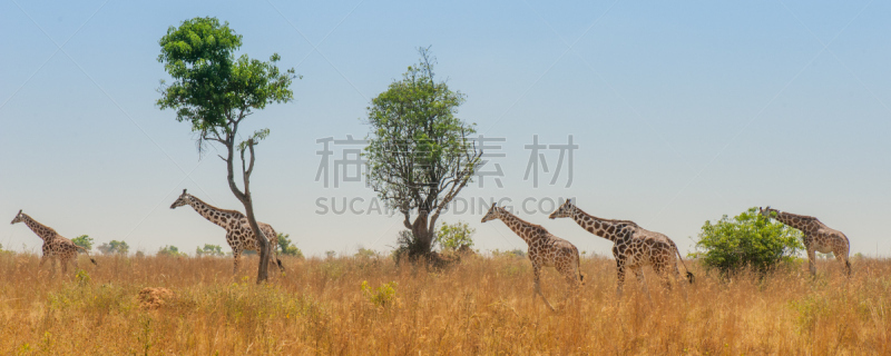 长颈鹿,塔,罗思希尔德长颈鹿,乌干达,水平画幅,无人,食草动物,动物身体部位,户外,哺乳纲
