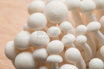 山毛榉树,蘑菇,水平画幅,孢子,姬菇,特写,工作室,食用菌,性能组,白色