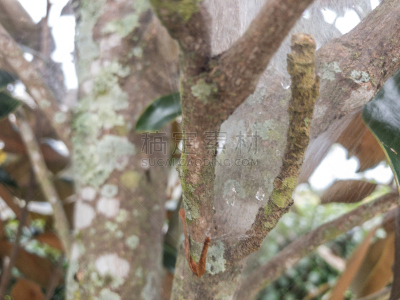 蜘蛛网,雨滴,芳香的,纯净,雨,豆荚,清新,花头,闪亮的,绿色