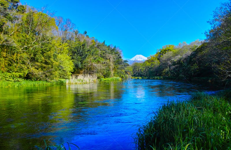 富士山,早晨,河流,三岛市,静冈县,雪山,里山,水生植物,水平画幅,枝繁叶茂