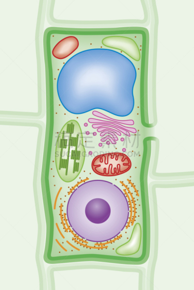 横截面,植物,绘画插图,细胞结构,胞间连丝,高尔基体,液泡,细胞核,内质网,线粒体
