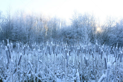 雪,草,冬天,霜,古老的,美,水平画幅,无人,大西洋,早晨