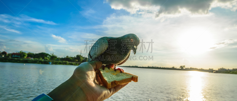 野生动物,斑鸠,背景,自然界的状态,热带气候,食品,灰色,环境,泰国,翅膀