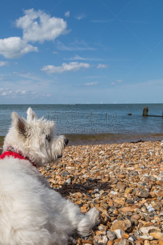 西高地白猎犬,海滩,whitstable,防波堤,垂直画幅,无人,梗犬,夏天,户外,海洋