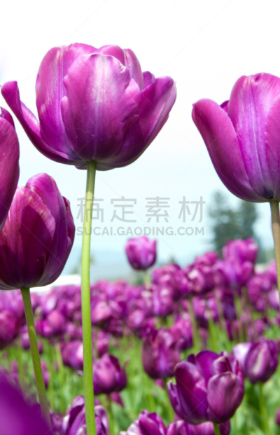 郁金香,史凯吉谷,斯卡吉特县,垂直画幅,无人,户外,花蕾,田地,植物,彩色图片