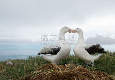 漂泊信天翁,动物的巢,一对,南乔治亚岛,信天翁,自然,野生动物,水平画幅,无人,蓝色