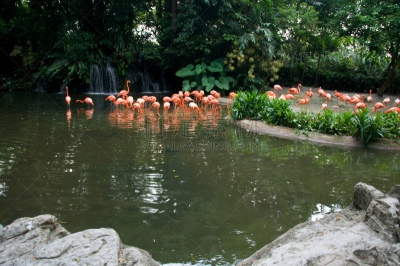 新加坡,鸟类,裕廊岛,裕廊飞禽公园,吸蜜鹦鹉,金刚鹦鹉,动物背脊,鹈鹕,亚马逊地区,水