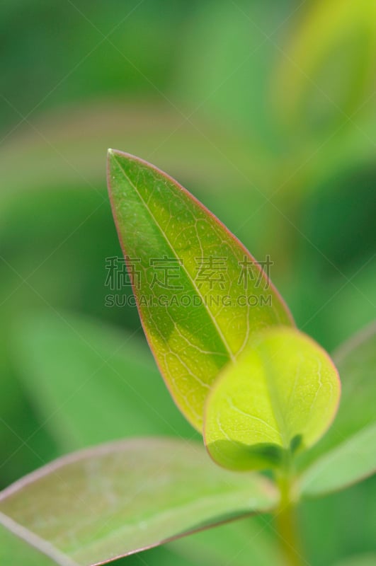 绿色,清新,圣约翰草,自然,垂直画幅,植物,地形,无人,特写,摄影