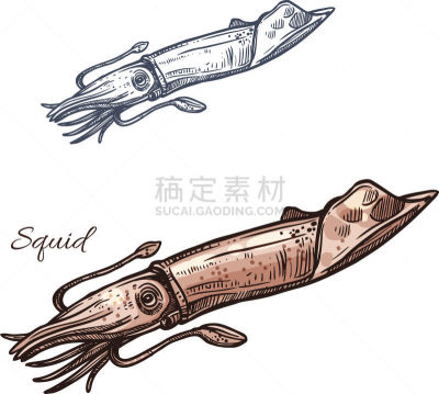 鱿鱼,草图,矢量,分离着色,计算机图标,墨鱼,头足类动物,渔夫,渔业,海洋生命