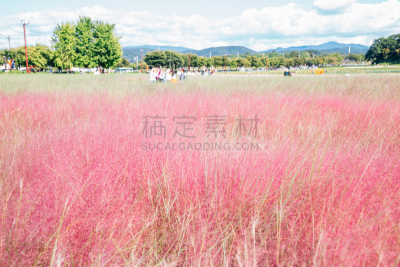 草,韩国,粉色,田地,庆州市,传统,世界遗产,著名景点,朝鲜半岛,植物