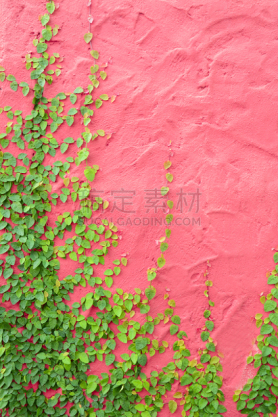 常春藤,有蔓植物,粉色,多色的,混凝土墙,垂直画幅,墙,无人,户外,植物