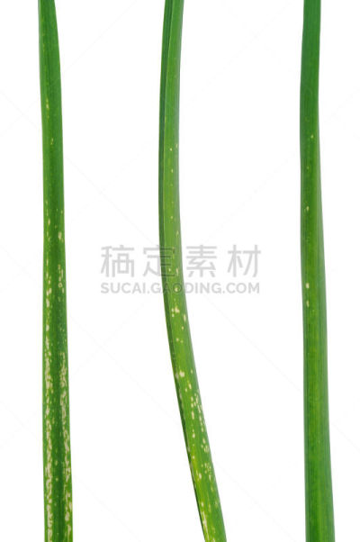 矿工,暴力,叶子,大蒜,葱属植物花,患病植物,蛆,咬一口,畸形,昆虫群