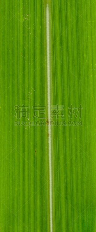 潘帕斯大草原,平视角,特写,叶子,极限运动,维管束,光合作用,叶脉,垂直画幅,纹理效果