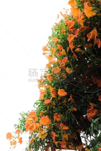 小号,朝鲜民族,自然,垂直画幅,韩国,彩色图片,攀缘植物,无人,紫薇属的植物,花朵