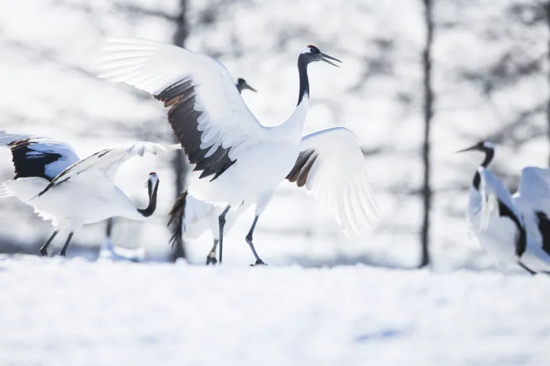 丹顶鹤北海道 丹顶鹤北海道图片 丹顶鹤北海道素材下载 稿定素材