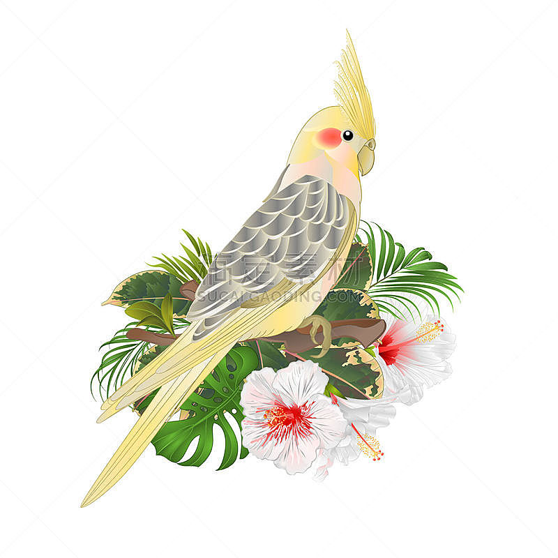 可爱的,鹦鹉,澳洲鹦鹉,绘画插图,白色,黄色,木槿属,矢量,绿色背景,复古