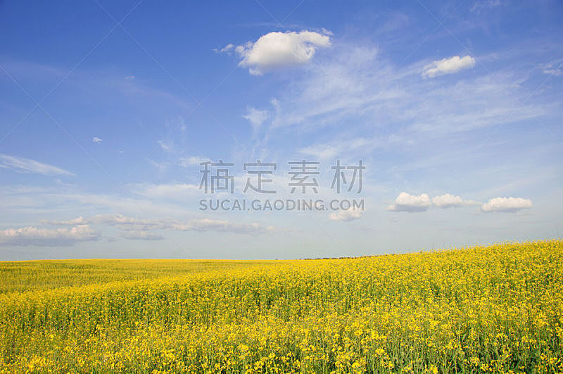 田地,油菜花,天空,美,水平画幅,夏天,户外,云景,农作物,地平线