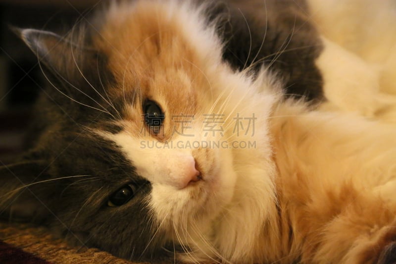 野生猫科动物,色彩鲜艳,加菲猫,姜黄色的猫,水平画幅,友谊,猫,尾巴,宠物项圈,小猫